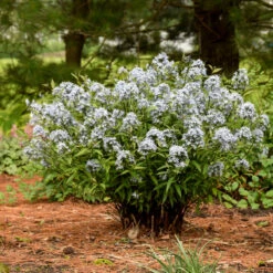 'Storm Cloud' Bluestar -Perennials Store amsonia tabernaemontana storm cloud bluestar 3