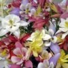 'Biedermeier Mix' Columbine -Perennials Store aquilegia biedermeier mix columbine 1 sw