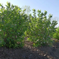 Low Scape Hedger® Aronia 15 Low Scape Hedger® Aronia -Perennials Store aronia low scape hedger 5 P