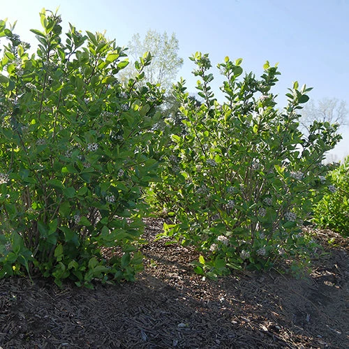 Low Scape Hedger® Aronia 8 Low Scape Hedger® Aronia - Image 6