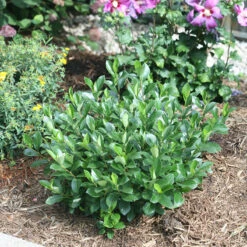 Low Scape Mound® Aronia -Perennials Store aronia low scape mound 5