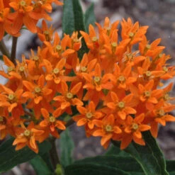 Orange Milkweed -Perennials Store asclepias tuberosa butterfly weed 1