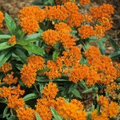 Orange Milkweed -Perennials Store asclepias tuberosa butterfly weed 2