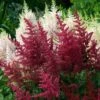 Red Astilbe -Perennials Store astilbe fanal red false spirea 1