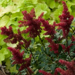 Red Astilbe -Perennials Store astilbe fanal red false spirea 3