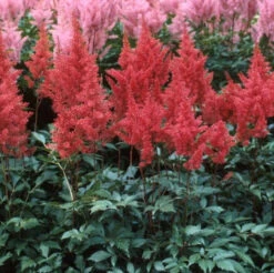 Red Astilbe -Perennials Store astilbe fanal red false spirea 4