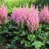 'Little Vision In Pink' Astilbe -Perennials Store astilbe little vision in pink 1