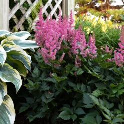 'Little Vision In Pink' Astilbe -Perennials Store astilbe little vision in pink 2