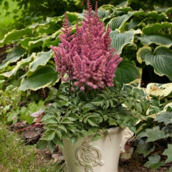 'Little Vision In Pink' Astilbe -Perennials Store astilbe little vision pink 3