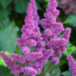 'Visions' Astilbe -Perennials Store astilbe visions false spirea 1