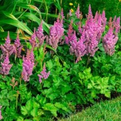 'Visions' Astilbe -Perennials Store astilbe visions false spirea 2