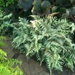 Japanese Painted Fern -Perennials Store athyrium nipponicum pictum 1