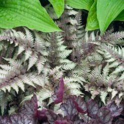 Japanese Painted Fern -Perennials Store athyrium nipponicum pictum 2