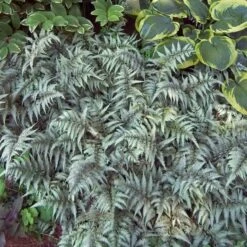Japanese Painted Fern -Perennials Store athyrium nipponicum pictum 3