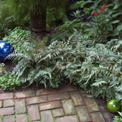 Japanese Painted Fern -Perennials Store athyrium nipponicum pictum 4