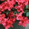 Bloom-A-Thon® Red Reblooming Azalea -Perennials Store azalea bloom a thon red 1 P 91b502d5 b577 4fe4 a4eb 56933b43b576 sw
