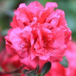 Bloom-A-Thon® Red Reblooming Azalea -Perennials Store azalea bloom a thon red 2 P a3a650ef 60b6 43d6 8922 c6627ee661cd sw