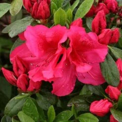 Bloom-A-Thon® Red Reblooming Azalea -Perennials Store azalea bloom a thon red 3 P 7a692c2a 10e4 42fd baf7 7af3cfd75363 sw