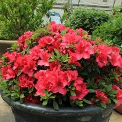Bloom-A-Thon® Red Reblooming Azalea -Perennials Store azalea bloom a thon red 4 P 9bfcac97 0060 4911 8d05 a21cbdded3f0 sw