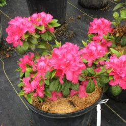 Perfecto Mundo® Double Dark Pink Reblooming Azalea -Perennials Store azalea perfecto mundo double dark pink 2