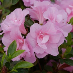 Perfecto Mundo® Double Pink Reblooming Azalea -Perennials Store azalea perfecto mundo double pink 2 P