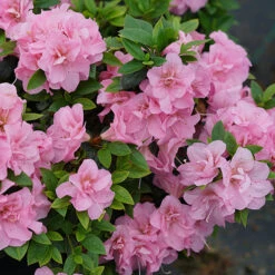 Perfecto Mundo® Double Pink Reblooming Azalea -Perennials Store azalea perfecto mundo double pink 3 P