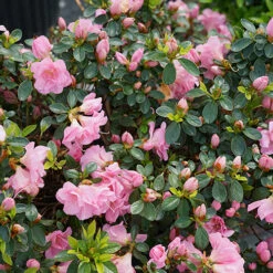 Perfecto Mundo® Double Pink Reblooming Azalea -Perennials Store azalea perfecto mundo double pink 4 P