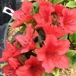 Perfecto Mundo® Orange Reblooming Azalea -Perennials Store azalea perfecto mundo orange 1