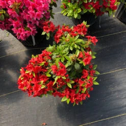 Perfecto Mundo® Orange Reblooming Azalea -Perennials Store azalea perfecto mundo orange 2