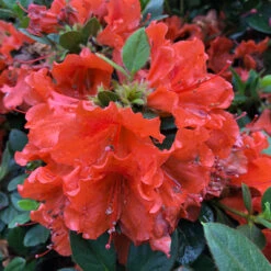 Perfecto Mundo® Orange Reblooming Azalea -Perennials Store azalea perfecto mundo orange 4