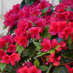 Perfecto Mundo® Red Reblooming Azalea -Perennials Store azalea perfecto mundo red 2