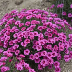 'Paint The Town Fancy' Dianthus 9 'Paint The Town Fancy' Dianthus -Perennials Store b1150cc6e8b059233027611e8adf4cc3