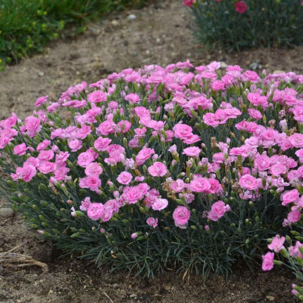 Fruit Punch® 'Sweetie Pie' Dianthus 4 Fruit Punch® 'Sweetie Pie' Dianthus - Image 2
