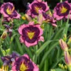 Rainbow Rhythm® 'Storm Shelter' Daylily 1 Rainbow Rhythm® 'Storm Shelter' Daylily -Perennials Store b4c389f602ee8577bff947fe661b27cb