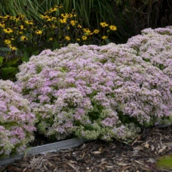 Rock 'N Round™ 'Pure Joy' Stonecrop -Perennials Store b5bcd667164be833e564ec669ea9f3be
