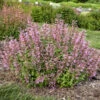 'Pinky Pie' Hummingbird Mint -Perennials Store b6aabfa3e8f8c1ed2678d7ddd7e1cb7a