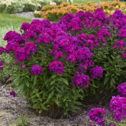 Luminary™ 'Ultraviolet' Tall Garden Phlox -Perennials Store b941ba522654a80039731c70e4ca9f81