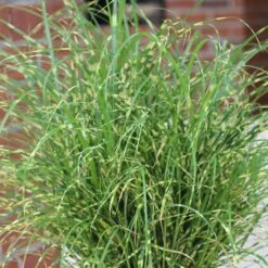 Perennials Store -Perennials Store bandwidth maiden grass 1