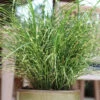 'Bandwidth' Maiden Grass 1 'Bandwidth' Maiden Grass -Perennials Store bandwidth maiden grass 2