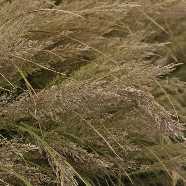 Korean Feather Reed Grass 5 Korean Feather Reed Grass - Image 3
