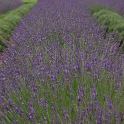 Phenomenal® Lavender -Perennials Store bc55a5d16b0311983454a8918271667a