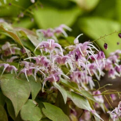 'Pretty In Pink' Barrenwort -Perennials Store bd87b077e5011e0bc3f3d3de9dccecdc