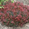 Sunjoy® Mini Salsa Barberry -Perennials Store berberis sunjoy mini salsa barberry 1
