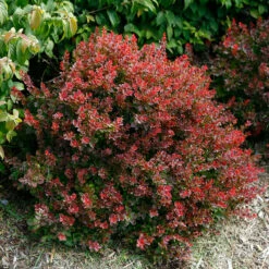 Sunjoy® Mini Salsa Barberry -Perennials Store berberis sunjoy mini salsa barberry 3