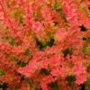 Sunjoy® Tangelo™ Barberry -Perennials Store berberis sunjoy tangelo barberry 1