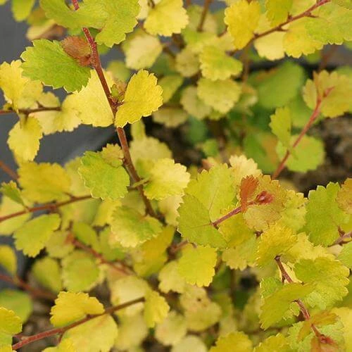 Cesky Gold® Dwarf Birch 4 Cesky Gold® Dwarf Birch - Image 2