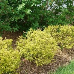 Cesky Gold® Dwarf Birch 10 Cesky Gold® Dwarf Birch -Perennials Store betula cesky gold 5 P sw