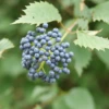 Blue Muffin® Arrowwood Viburnum -Perennials Store bluemuffin1