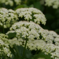 Blue Muffin® Arrowwood Viburnum 9 Blue Muffin® Arrowwood Viburnum -Perennials Store bluemuffin2