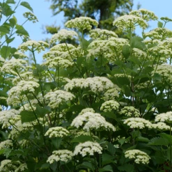 Blue Muffin® Arrowwood Viburnum 10 Blue Muffin® Arrowwood Viburnum -Perennials Store bluemuffin4